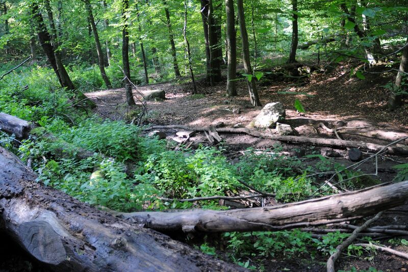 Ein flacher Bachlauf im Wald, gesäumt von umgestürzten Baumstämmen und dichtem Grün
